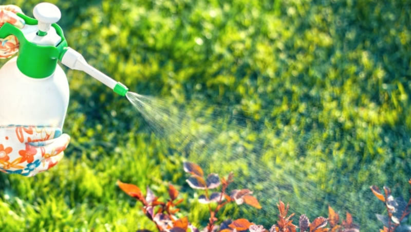 Organic Pest Control: Safe & Effective Alternatives to Chemicals
