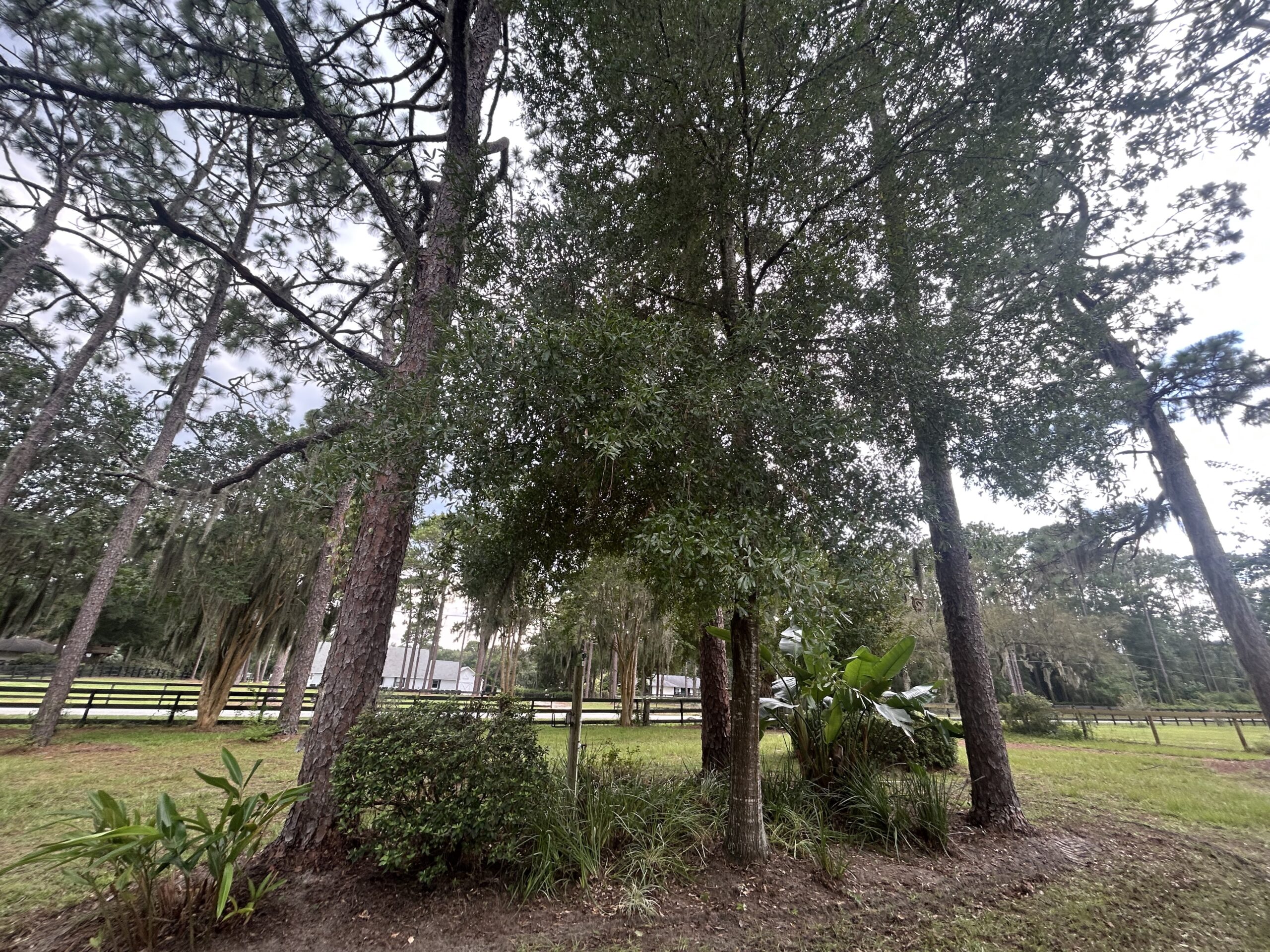 Summer Weed Knockback: Refresh Your Garden Beds Now!