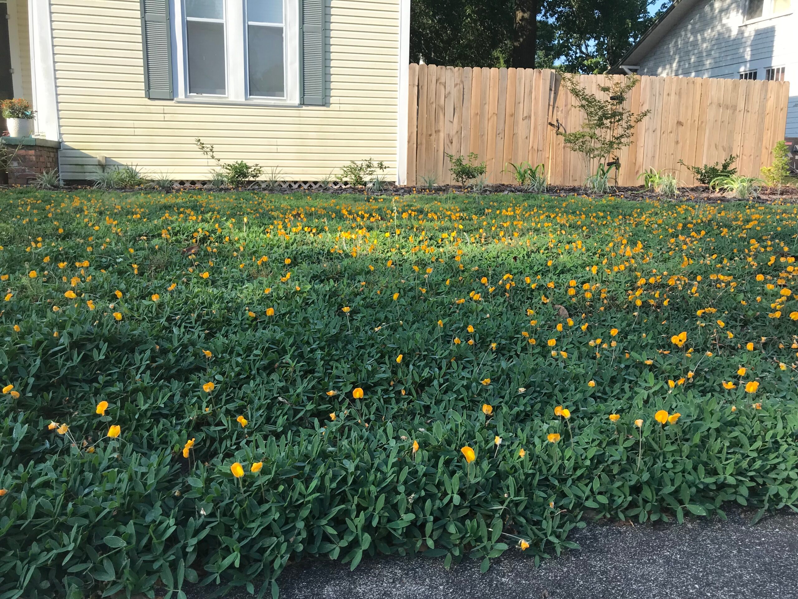 Why Perennial Peanut Is the Smartest Lawn Upgrade You’ll Ever Make in Central Florida